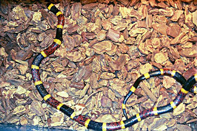 Texas Coral Snake.jpg [92 Kb]